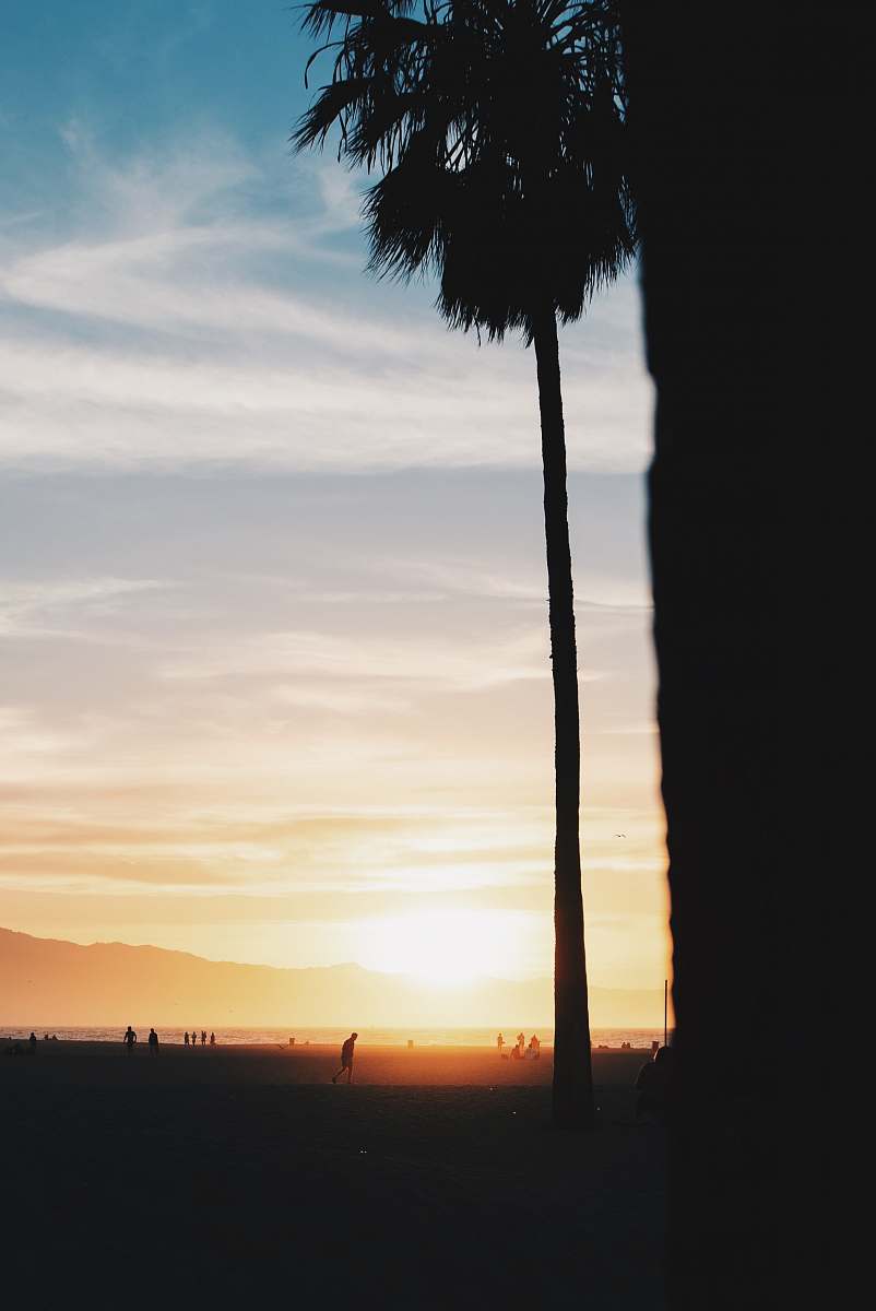 palm tree silhouette of palm tree plant